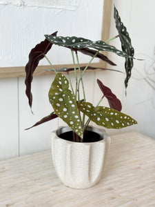 Faux Begonia Plant