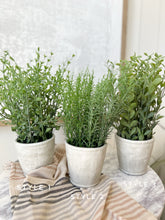 Load image into Gallery viewer, Potted Herbs in Cement Pot
