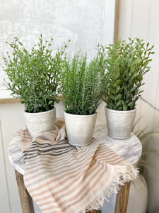 Potted Herbs in Cement Pot