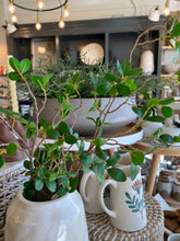 Load image into Gallery viewer, Bonsai Ficus Branch
